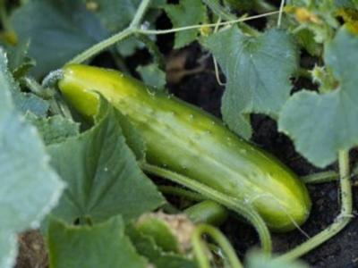 Tips for Planting and Growing Cucumbers