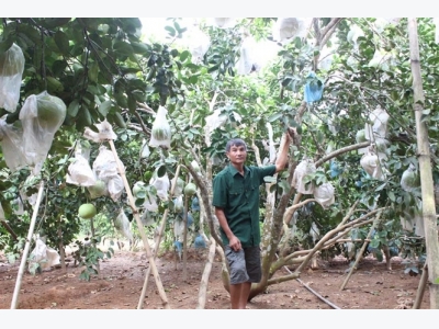 Tăng năng suất, chất lượng bưởi hồng Quang Tiến