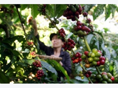 Vietnams local coffee prices drop, Indonesia premium tightens