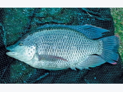 Cold-tolerant tilapia can weather winters chill