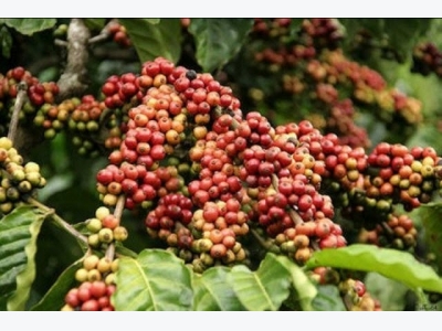 Coffee exports - carelessness is the loss of second Position
