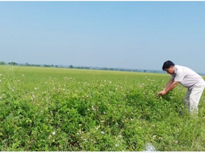 Làm nông nghiệp sạch với mô hình Ruộng lúa bờ hoa