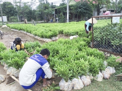 Đầu tư trồng rừng thâm canh