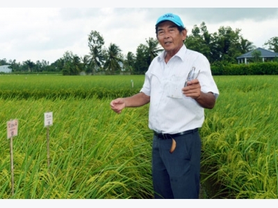 Tiến sĩ Cua: 25 năm nghiên cứu cho một thương hiệu gạo ST