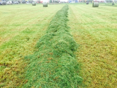 Making the most of grass silage