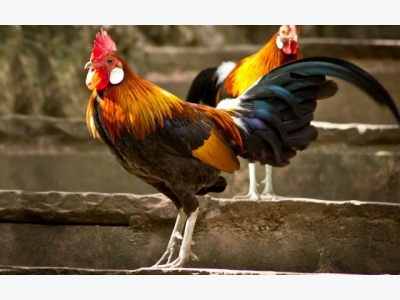 Một số giống gà nuôi phổ biến ở Việt Nam (phần 2)