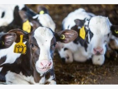 Dairy cows need lots of water to produce milk