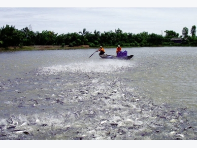 Cá tra sạch từ ao nuôi đến bàn ăn