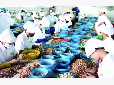 Vietnams demand-supply cashew export paradox