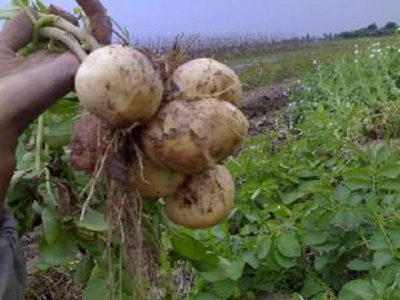 Giống khoai tây cho mùa mưa