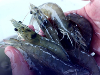 Ecuadors Sustainable Shrimp Partnership moves forward with creating shrimp-farming standar