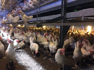 Reducing aggression and floor eggs in cage-free flocks