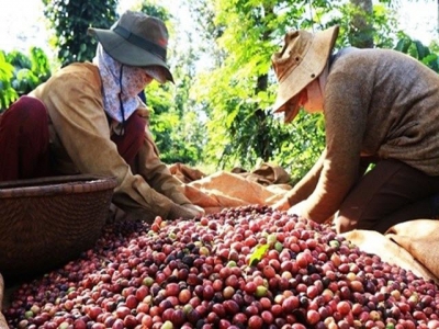 Measures urged to improve quality of Vietnamese coffee