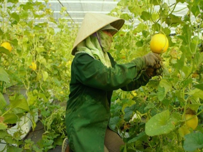Đà Nẵng eyes hi-tech farms