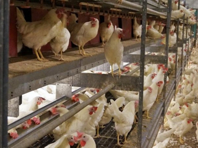 Xu hướng chăn nuôi gà đẻ trứng theo kiểu lồng tự do – ưu và nhược điểm