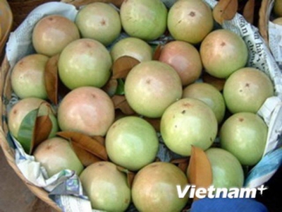 Tien Giang: 400 tonnes of star apples to set off for US