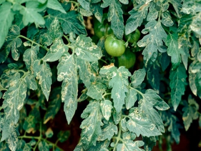 Managing leaf miners in tomato crops