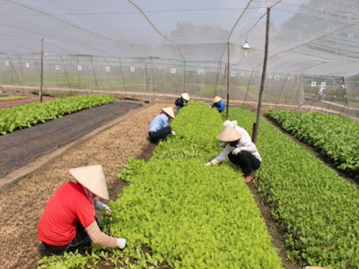 Organic fertilizer still not popular in Vietnam