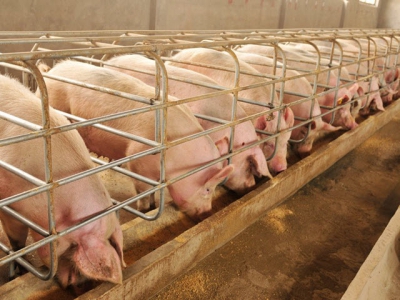 Tweaking swine diets may alter GHG emissions
