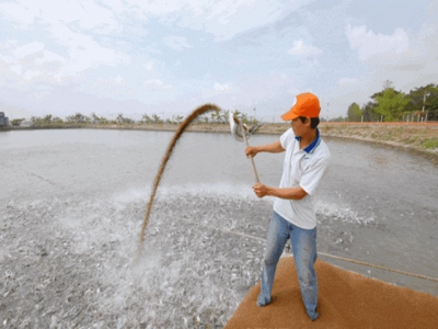Pangasius farmers get some profit to work with enterprises