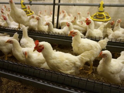 4 ways to maximize poultry processing yields