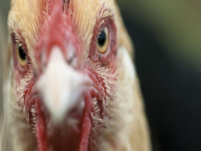 New stress response component identified in poultry brain