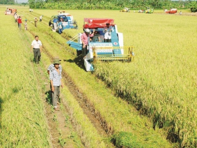 Rice export grows steadily