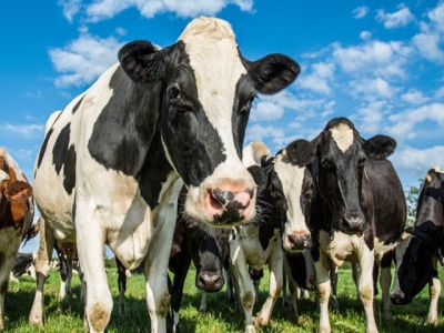 Advancements in technology may lead to improved rumen function, fiber digestion