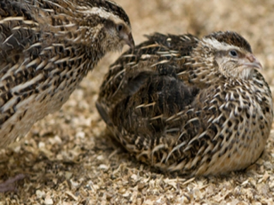 Kỹ thuật nuôi dưỡng chim cút mái trong giai đoạn đẻ trứng