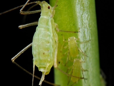 Biological Control of Common Greenhouse Pests - Part 2