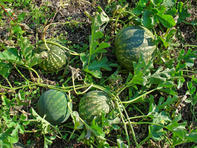 Growing watermelons – part 1