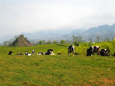 Vì sao bò ở Mộc Châu cho nhiều sữa?