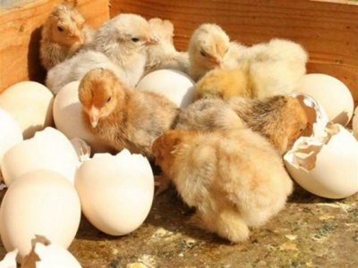 Yếu tố ảnh hưởng đến kết quả ấp nở trứng gà