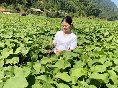 The Muong girl runs the commune cooperative of Quyet Chien to produce safe vegetables