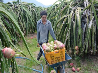 Vietnamese dragon fruit farmers worried as Chinese market shrinks