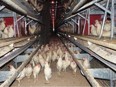 Cage-free housing increases layer gut health challenges