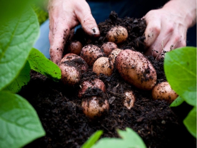 How to grow potatoes in a pot