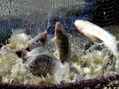 Success in commercial tilapia farming in Hà Tĩnh