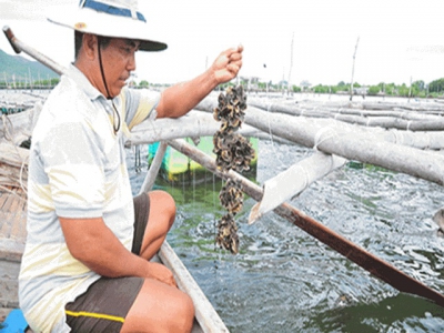 Pacific oyster culture in Cam Lâm looks perfectly efficient