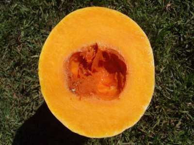 The strange history of the butternut