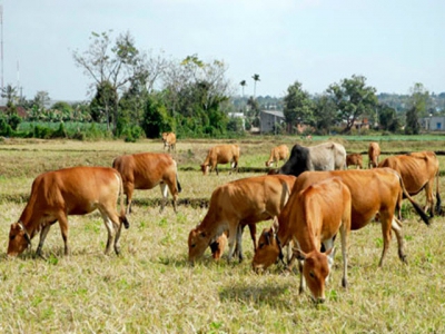 Ảnh hưởng của mức protein trong thức ăn đến phát thải khí mêtan ở bò vàng Việt Nam