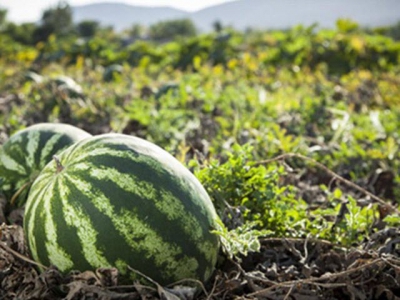 Watermelon weeding & watering