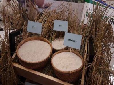 Vietnamese rice exports see constant growth