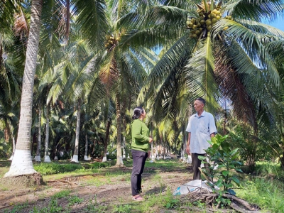 Canh tác dừa hữu cơ thân thiện với môi trường, hiệu quả cao