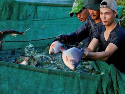 Bảo vệ thủy sản nuôi trong mùa mưa bão