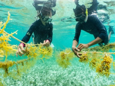 Restorative aquaculture: can farming shellfish and seaweed provide habitat benefits?