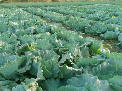 Beware those aphids in your cabbage crop