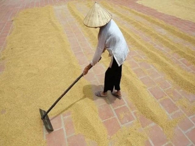 Jan-Sep rice exports plummet
