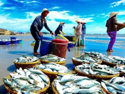 Vietnams seafood falls in grades because of IUU yellow card