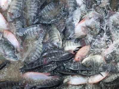 Soybean oil in tilapia finishing diets may boost fish growth